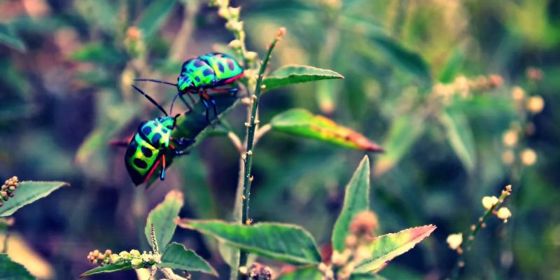 Мир насекомых: что вы о них знаете?