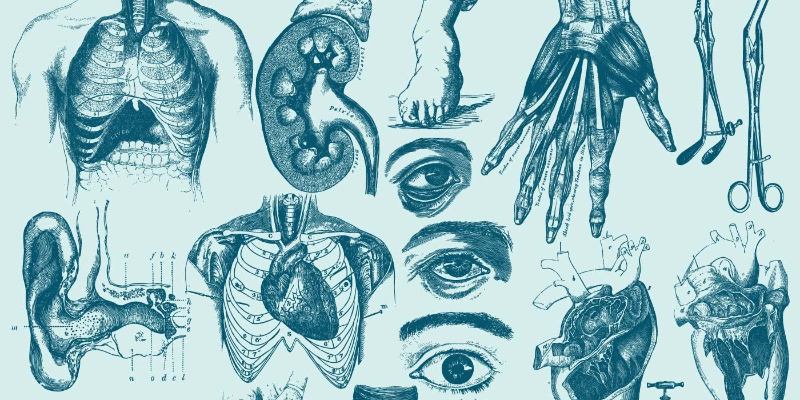 Основы анатомии человека: тест с ответами для студентов и школьников