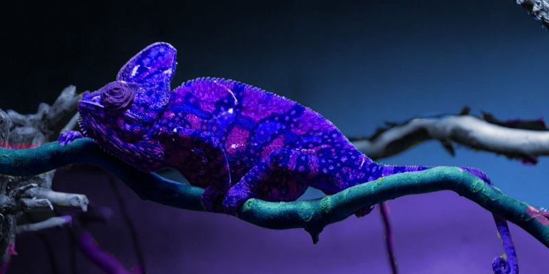 Мастера маскировки: животные-хамелеоны