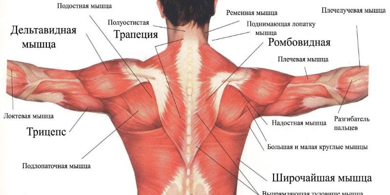 Мышцы, фасции, дыхание и биомеханика движения в йоге