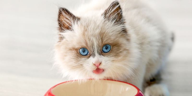 Как хорошо вы знаете своего кота?