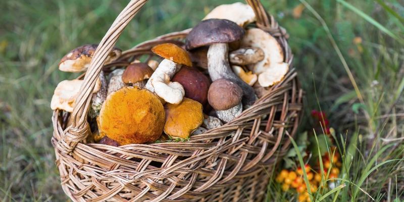 Тест на знание грибов: съедобные и ядовитые