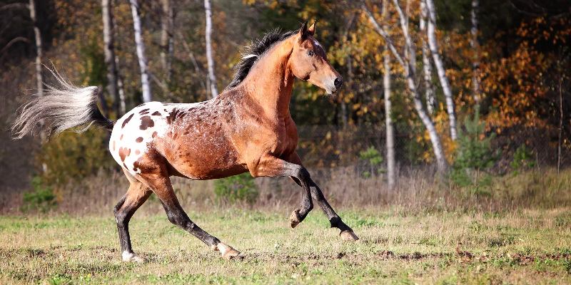 Онлайн-тест о лошадях: проверьте свои знания