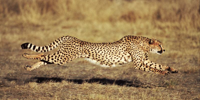 Самые-самые: викторина про животных