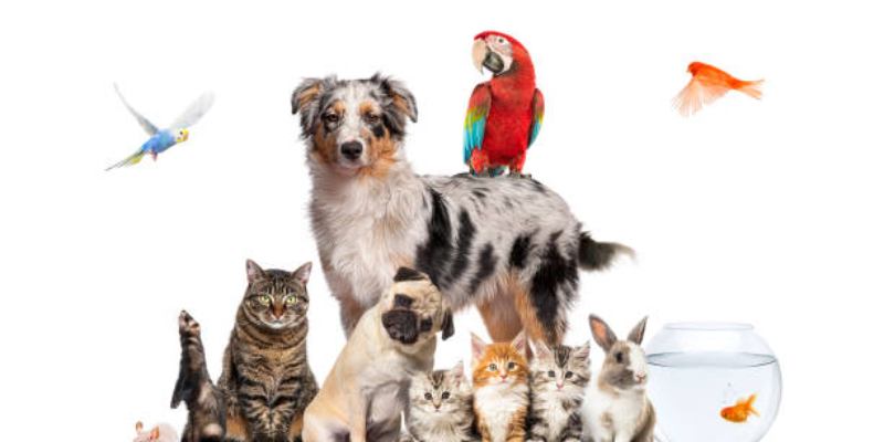 &laquo;Какой вы домашний питомец по натуре?&raquo;