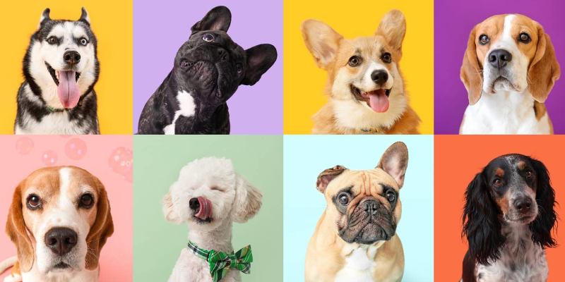 Тест: какая порода собак подходит вам по характеру?