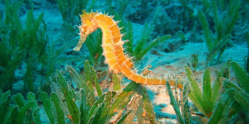 Тайны океана: что вы знаете о морских обитателях?