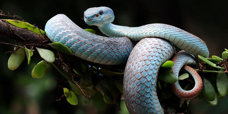 Тест: что вы знаете о змеях? Проверьте свои знания о рептилиях