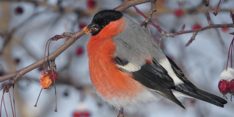 Пернатые соседи: насколько хорошо вы разбираетесь в птицах?