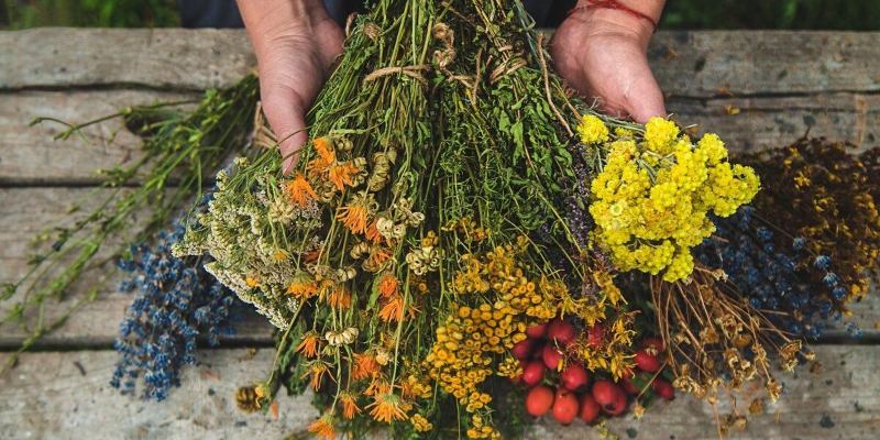 Магия трав: какое растение хранит ключ к вашей душе?