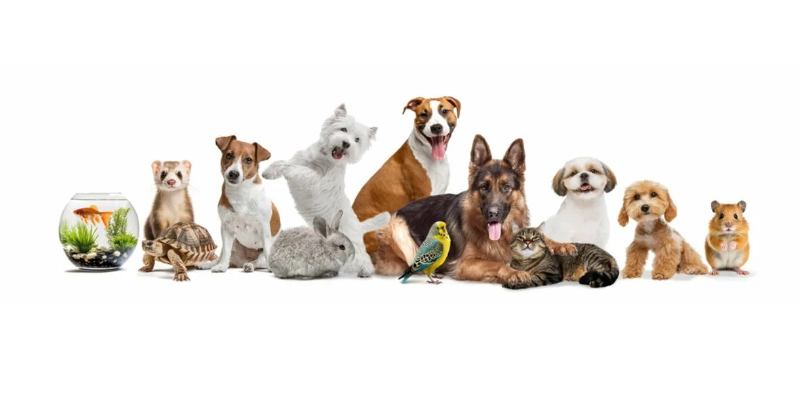 Какое домашнее животное подходит вам по знаку зодиака?