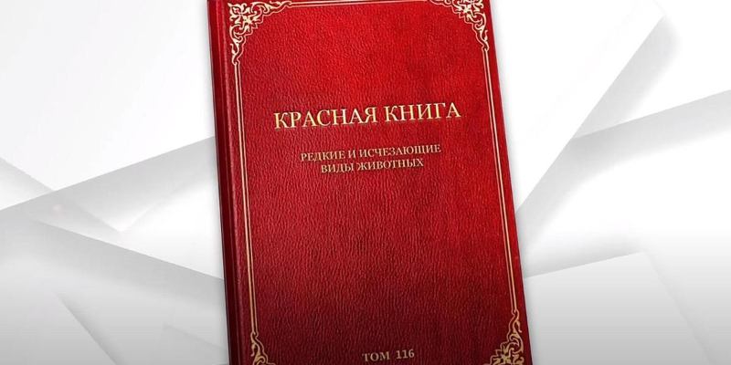 Редкие и уязвимые: тест о животных из Красной книги