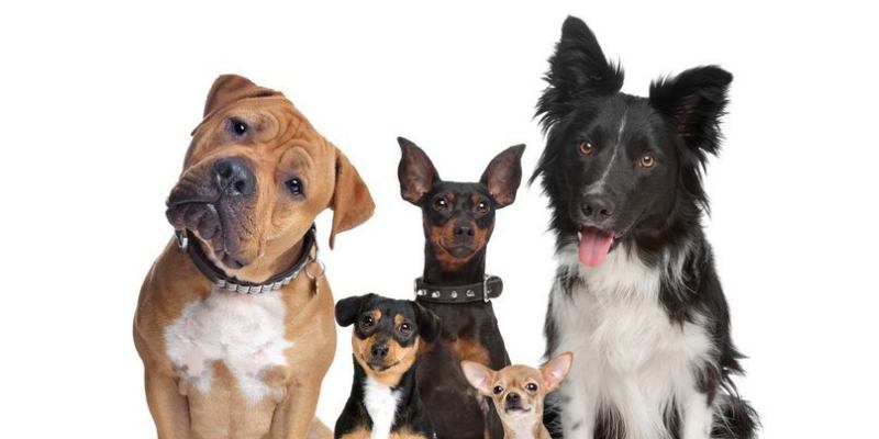 Угадайте породу собаки по фото